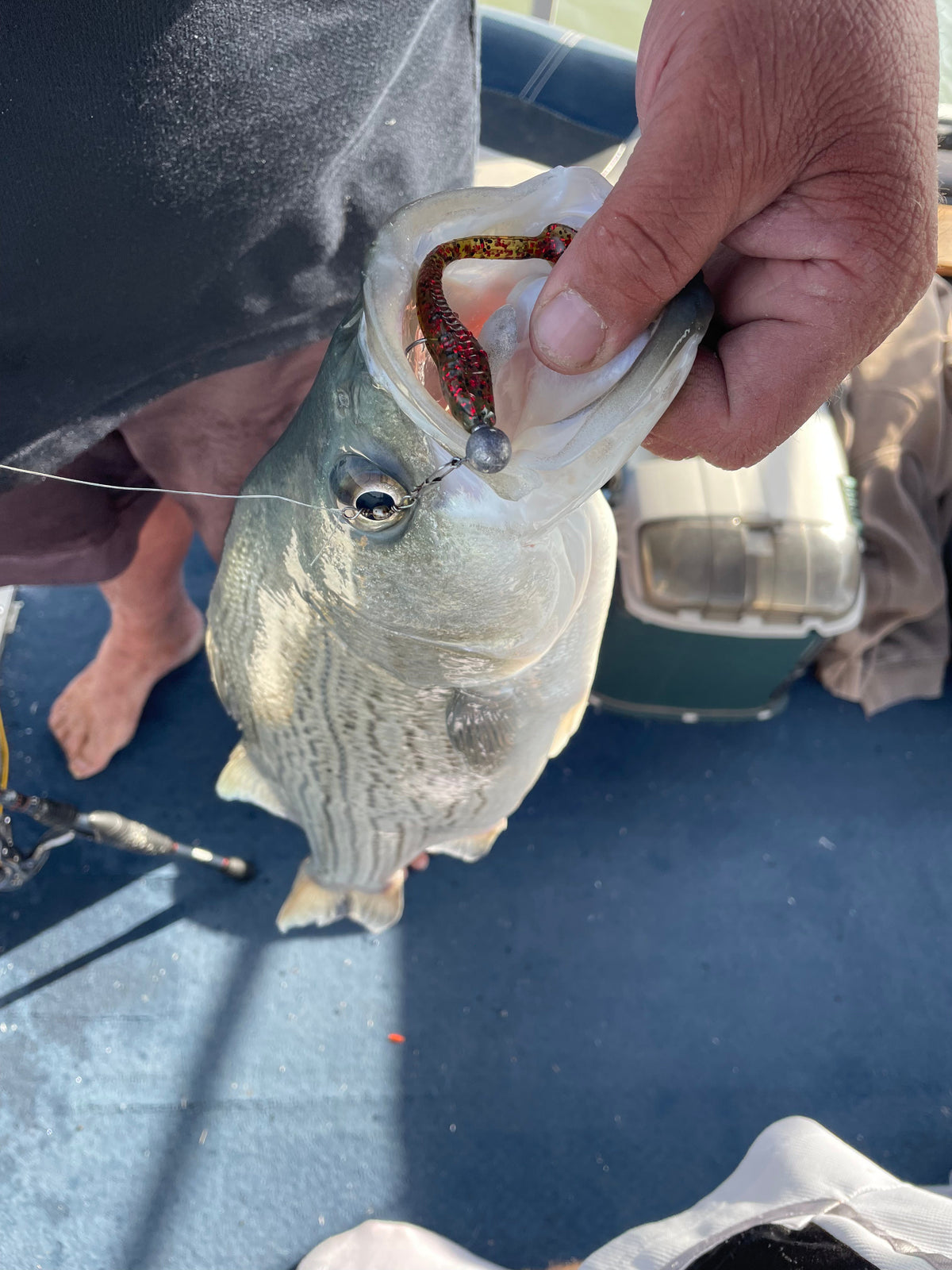 4" Limetreuse With Built-In Tail Rattle