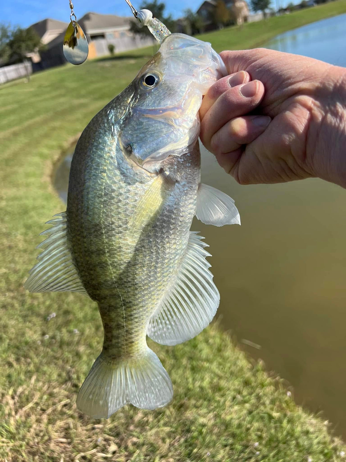 3.25" Glass Minnow With Built-In Tail Rattle